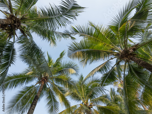 The Coconut Garden © wanlopn