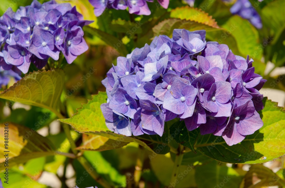 Purple hortensia