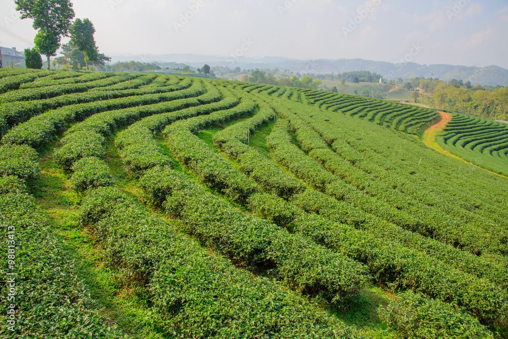 tea field