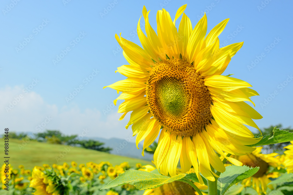yellow sunflower yellow sunflower