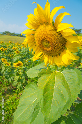 yellow sunflower