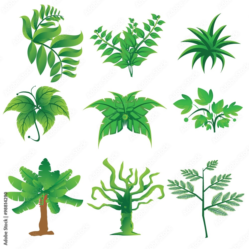 leaf leaf