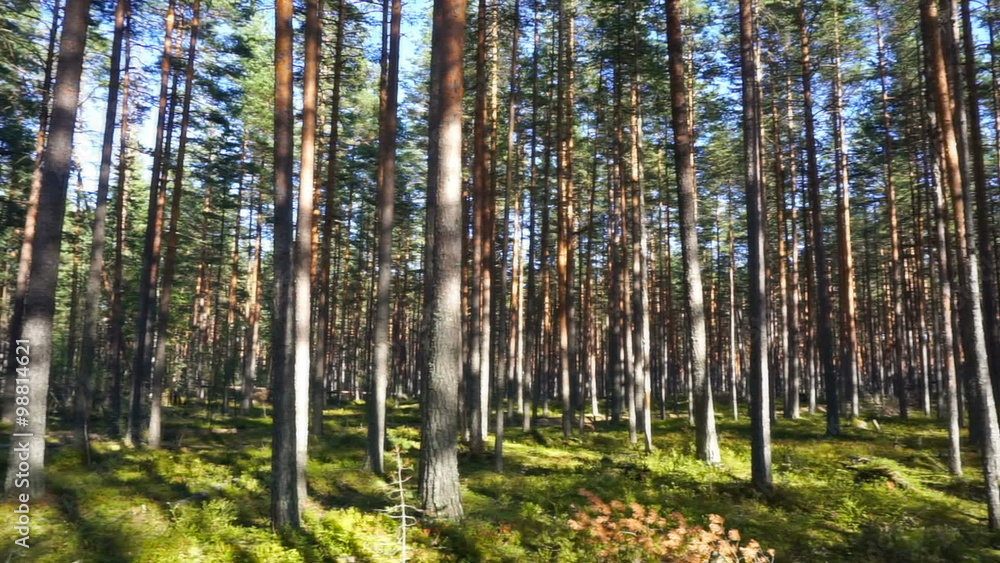 landscape with shadows of trees in the north forest, Karelia, pan view
landscape with shadows of trees in the north forest, Karelia, pan view