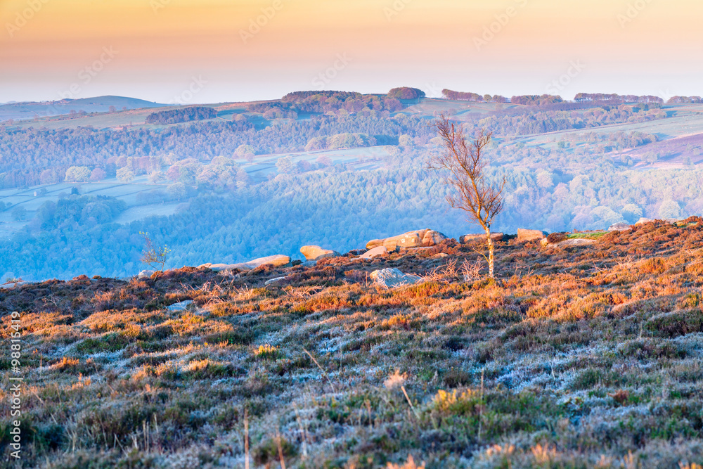 Warm Colorful Sunrise Light in Heathery Moorland Covered in Spri