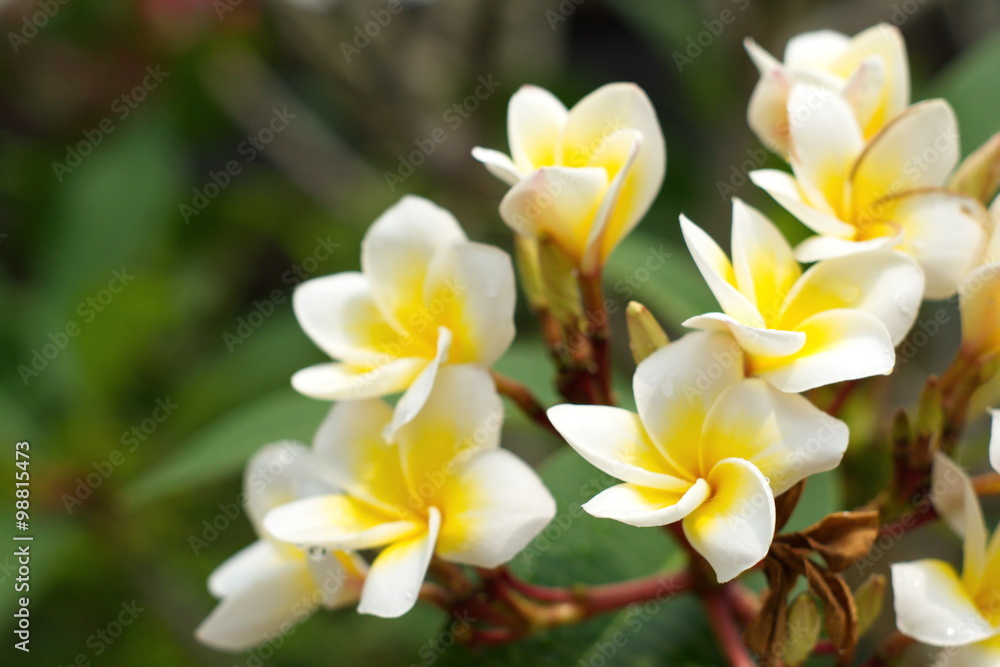white and yellow Plumeria flower