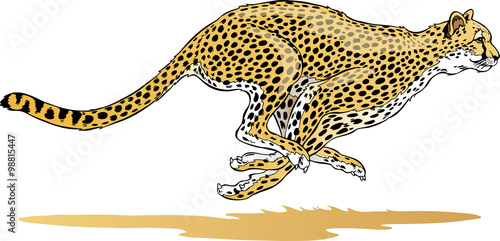 Cheetah Running Illustration
