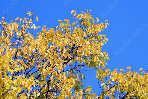 Yellow leaves © s1208tan