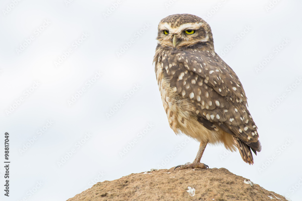 Owl from Serra da Canastra National Park - Minas Gerais - Brazil Owl from Serra da Canastra National Park - Minas Gerais - Brazil