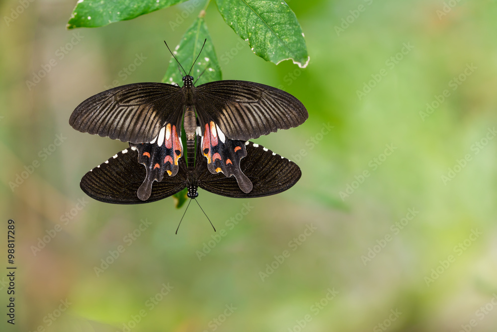 Fototapeta premium Pair of mating Mormon butterflies hanging on leaf