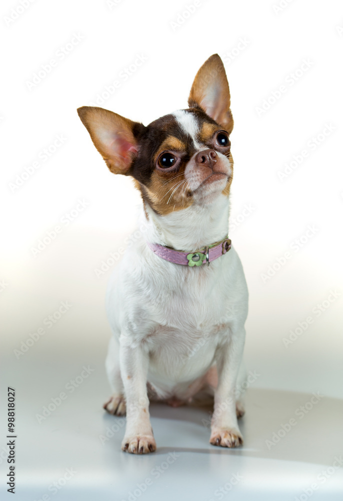 Chihuahua on a white background Chihuahua on a white background