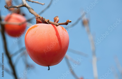 Japanese persimmon tree with fruits.