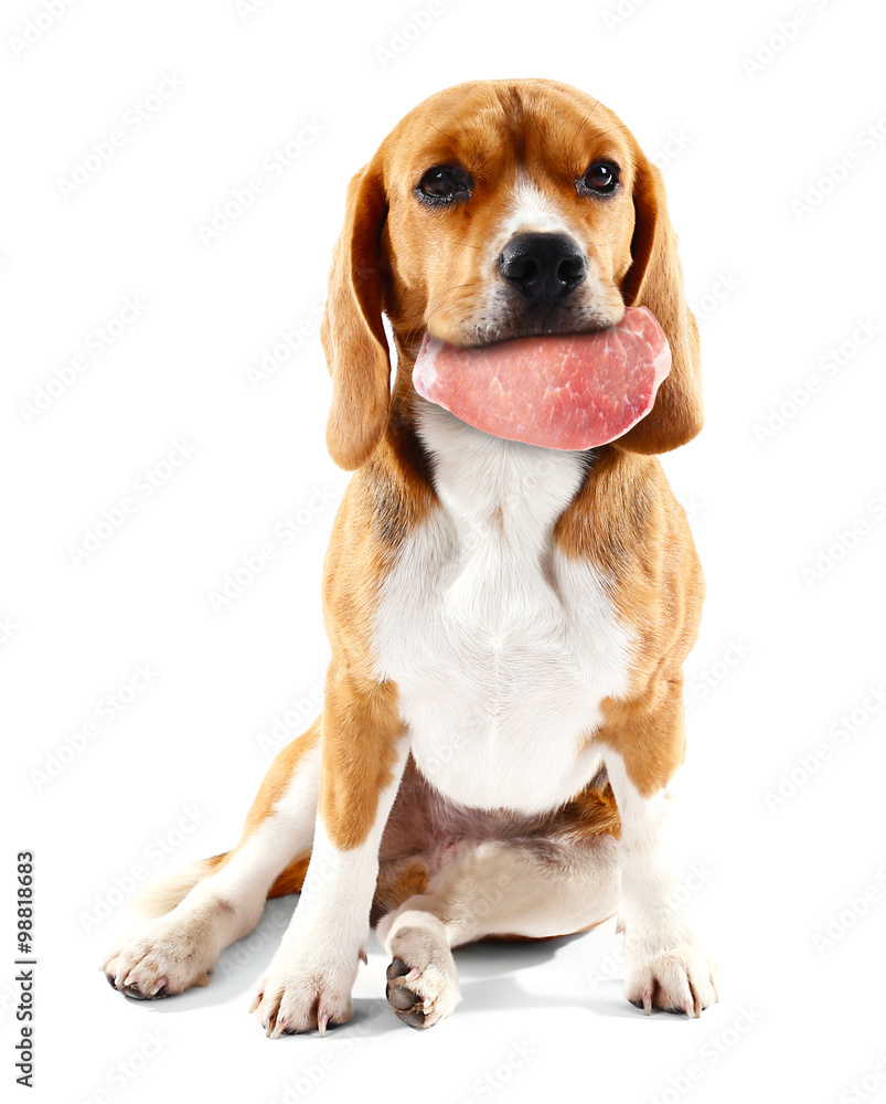 Dog holding raw meat in its mouth,  isolated on white