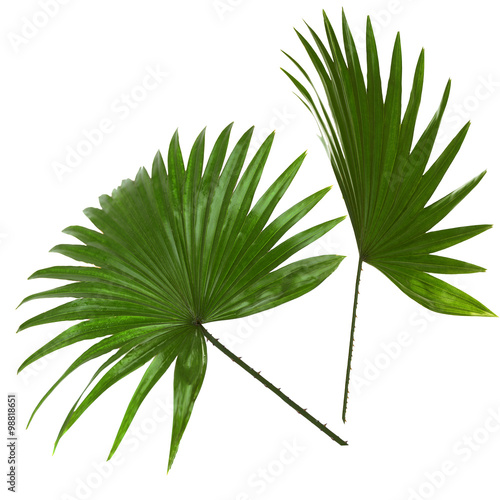 Palm  leafves (Livistona Rotundifolia palm), isolated on white