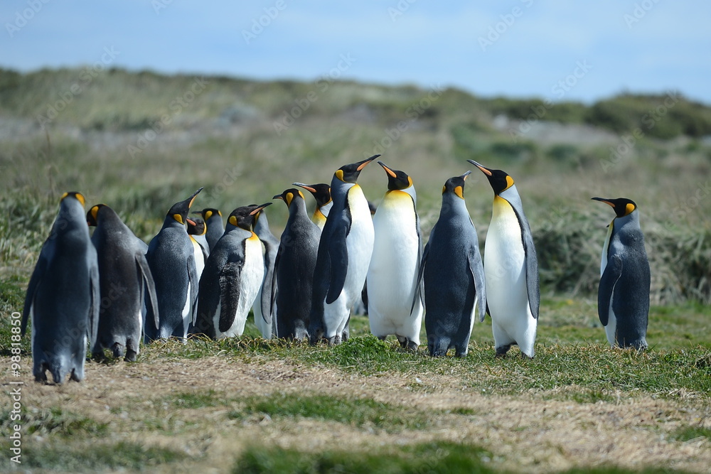 Obraz premium King penguins on the Bay of Inutil.
