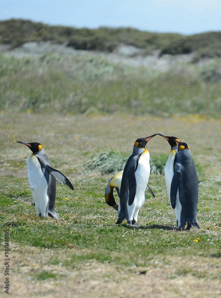 Fototapeta premium King penguins on the Bay of Inutil.