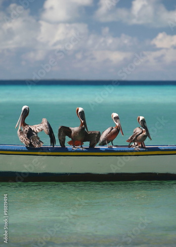 фотографія SOUTH AMERICA VENEZUELA LOS ROQUES SEABIRDS PELICAN