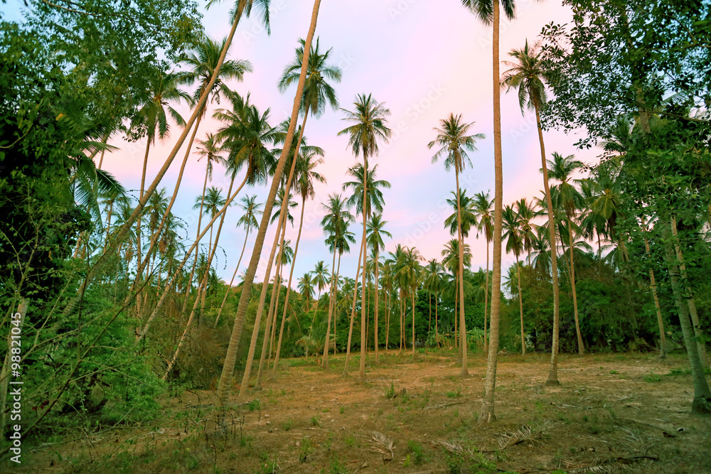 Obraz premium Beautiful palm grove