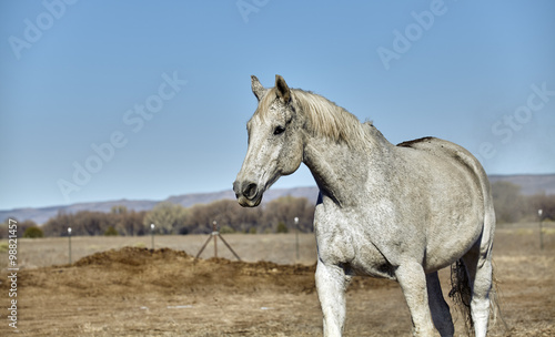 Gray horse that just rolled in dirt