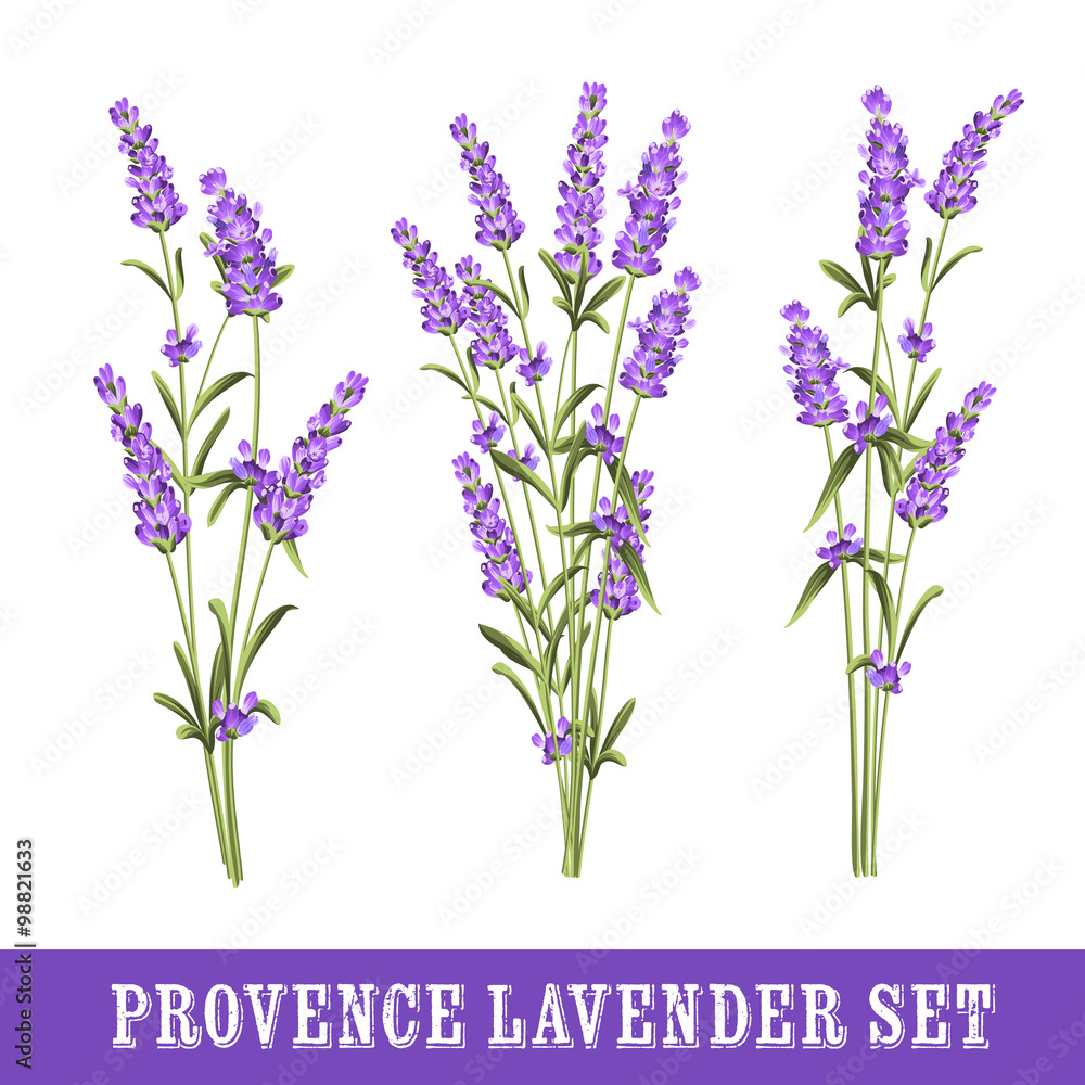 Naklejka premium Set of lavender.
