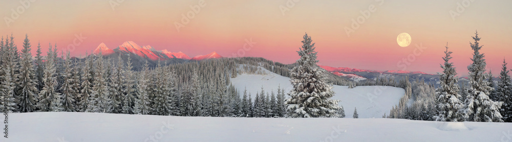 Naklejka premium Ukrainian Carpathians snowy forest