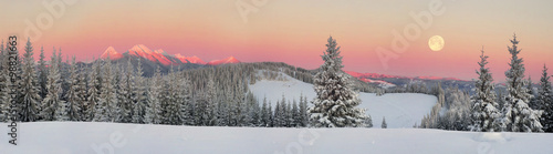 Bild auf Leinwand Ukrainian Carpathians snowy forest
