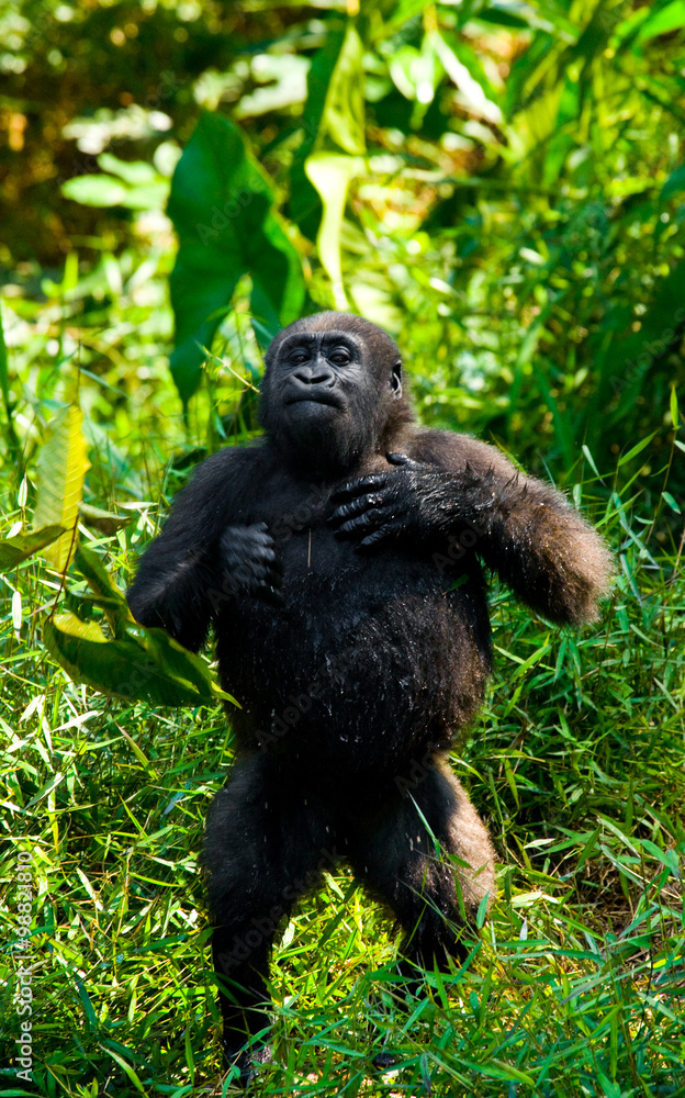 Naklejka premium Lowland gorillas in the wild. Republic of the Congo. An excellent illustration.