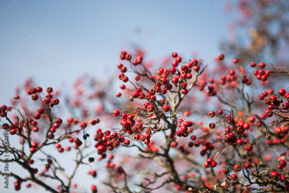 Closeup autumn hawthorn berries Closeup autumn hawthorn berries