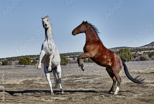 Gray horse and Bay colored horse rearing up on hind legs.