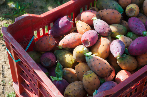 Fruit box full of just picked prickly pears of the variety called bastardoni during harvest time photo