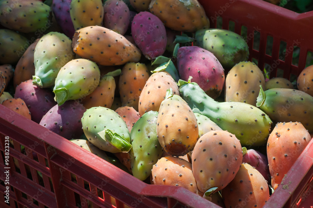 Fruit box full of just picked prickly pears of the variety called bastardoni during harvest time