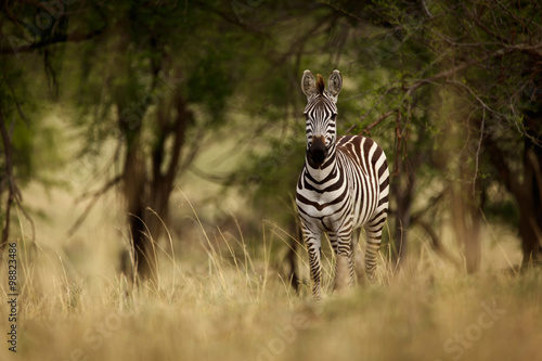 Fototapeta Naklejka Na Ścianę i Meble -  Zebra