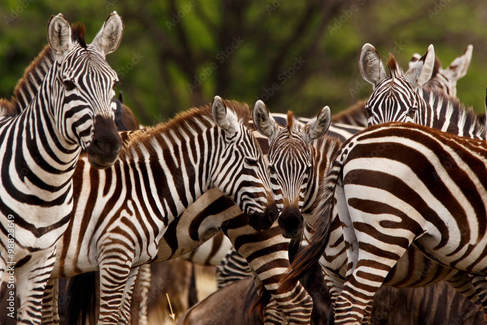 Fototapeta premium Zebra