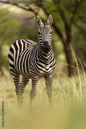 Fototapeta Naklejka Na Ścianę i Meble -  Zebra