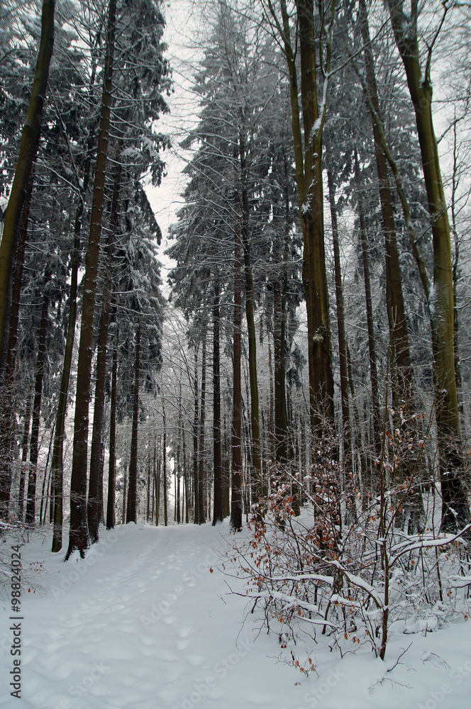 Fototapeta premium Wanderung im Schnee