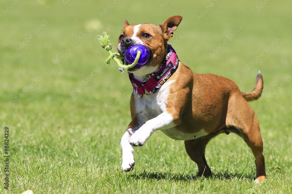 staffordshire bull terrier with a pet toy