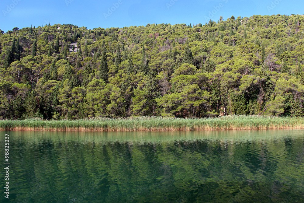 Picturesque landscape of riverside of the river Krka with forest and cane not far from Skradin, Croatia