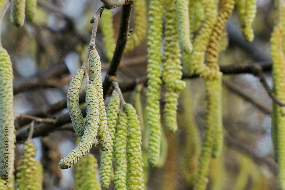 Fototapeta premium Hornbeam flowers