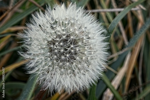 Dandelion - seeds