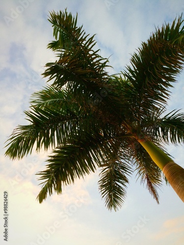 Palm Tree © Jan Ebling
