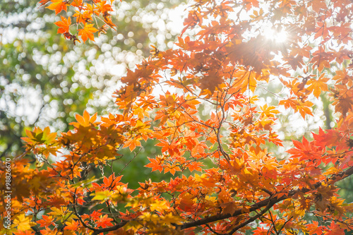 sun light through the red fall maple foliage