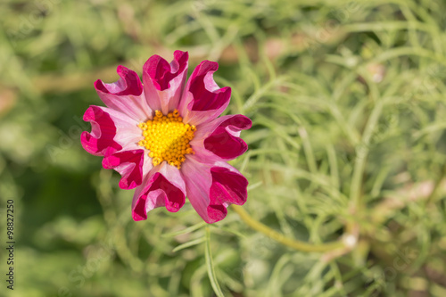 colorful red in  pink  cosmos flower in garden
