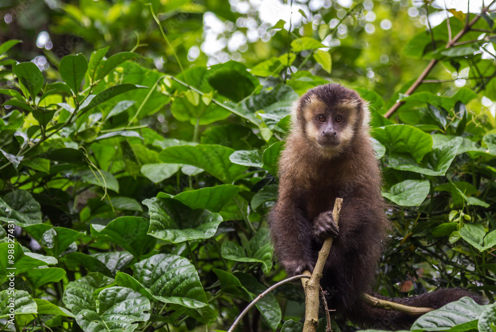 MACACO-PREGO SAPAJUS NIGRITUS – Rewild Brazil – The Brazilian