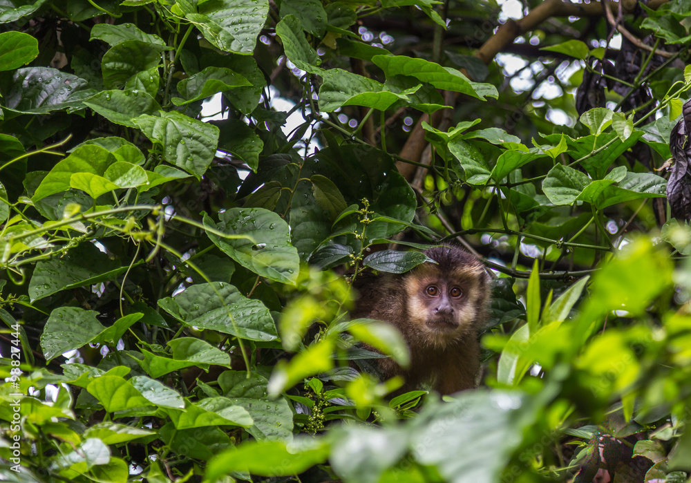 Macaco-prego. (Sapajus nigritus)