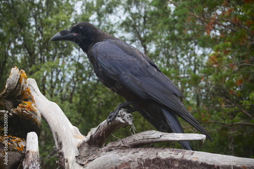 Raven, who lives in a forest near the Gulf of Beluga, the island of Solovki