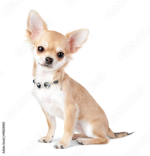 nice chihuahua puppy with jewelry  necklace isolated on white background  photo