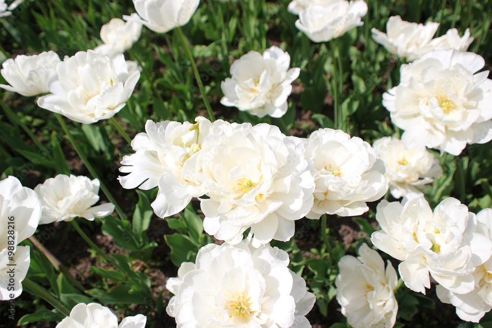 White chrysanthemum flowers in showy flower bed. White chrysanthemum flowers in showy flower bed.