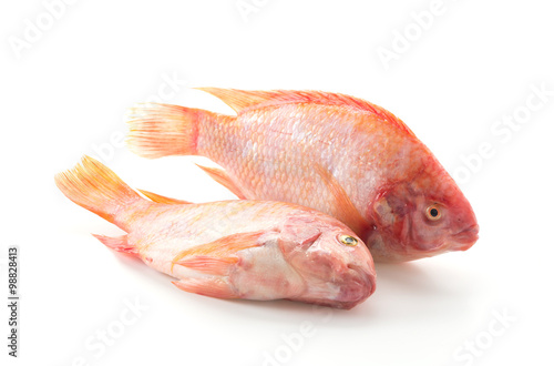 Red Tilapia