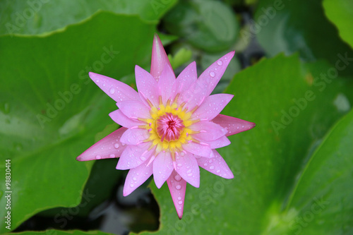 Pink Lotus flower top view in the pool has some drop water on the petal, symbol of purity and Buddhism, Scientific name is Nelumbo nucifera.