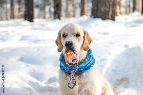 Fototapeta Naklejka Na Ścianę i Meble -  Golden retriever with toy winter. Dog in the snow.
