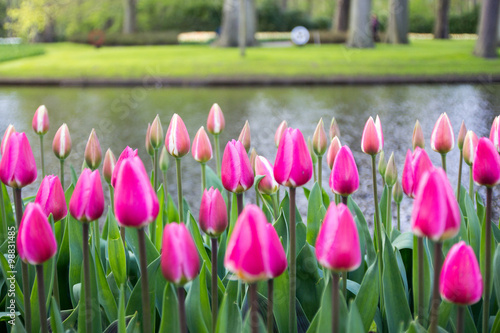 Tulips field in Holland